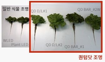 청상추 생육 광원별 특징 생육 비교