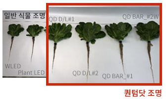 로메인 생육 광원별 특징 생육 비교