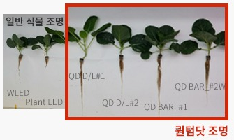 케일 생육 광원별 특징 생육 비교