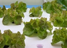 Lettuce (After 14 days)