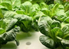 Romaine (After 14 days)