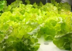 Lettuce (After 14 days)