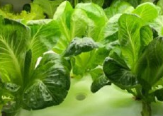 Romaine (After 14 days)